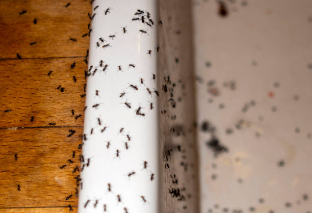Best Termite Control Services  in Dakota City, NE